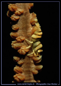 Symbiotique Shrimp in Lembeh Strait... :O)... by Michel Lonfat 